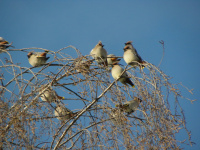 Свиристели