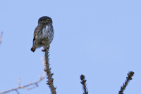 воробьиный сычик