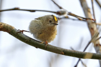 Мартовский королек