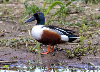 Широконоска.