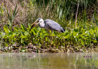 Серая цапля.