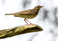 Лесной конек.