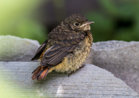 Слеток садовой горихвостки.