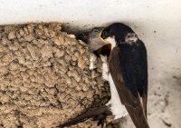 Городская ласточка.