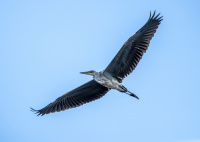 Серая цапля.