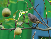 рудахвостка