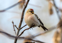 Пепельная чечетка.