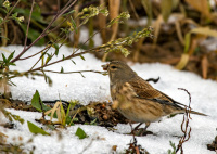 Коноплянка.