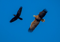 Орлан-белохвост и ворон.