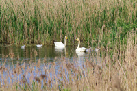 Семья кликунов