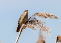 Соловьиный сверчок.
