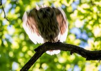 Серая неясыть.