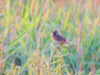 никон кулпикс п510