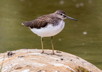 Кулик-черныш.