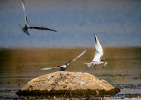 Крачки речные.