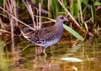 Обыкновенный погоныш.