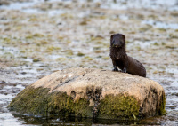Норка американская.