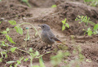 Горихвостка