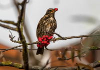 Дрозд-белобровик.