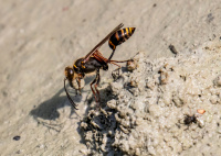 Сцелифрон курватум.