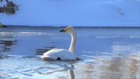 Лебеди кликуны