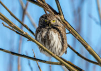 Воробьиный сыч.