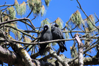 Галки в парке