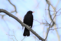 Черный дрозд