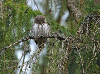 Вераб'іны сычык