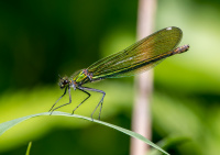 Самка стрекозы красотки блестящей.