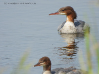 вялікія савукі