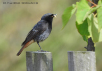 рудахвостка-чарнушка