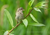 шэрая леска