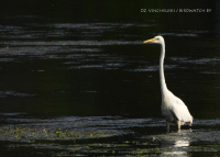 вялікая белая чапля