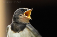 вясковая ластаўка