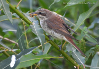 малы грычун