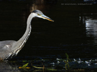 шэрая чапля