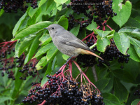 рудахвостка-чарнушка