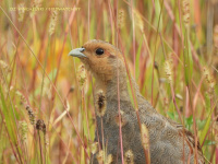 шэрая курапатка