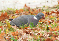 вялікі голуб