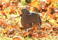 вялікі голуб