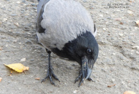 шэрая варона