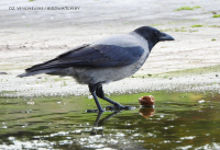 шэрая варона