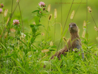 шэрыя курапаткі