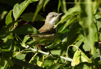 леска-завірушка