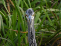 шэрая чапля