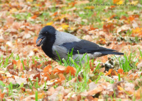 шэрая варона