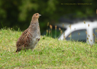 шэрая курапатка