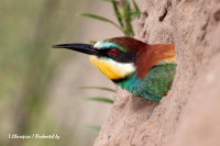 шчурка-пчалаедка