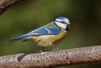 сіняя сініца